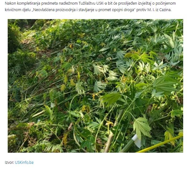 Bosnia-and-Herzegovina-avmp/Cazin_-Otkrivena-plantaza-zasada-Cannabis-sative-L_2