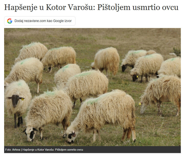 Bosnia-and-Herzegovina-avmp/Hapsenje-u-Kotor-Varosu-Pistoljem-usmrtio-ovcu_1