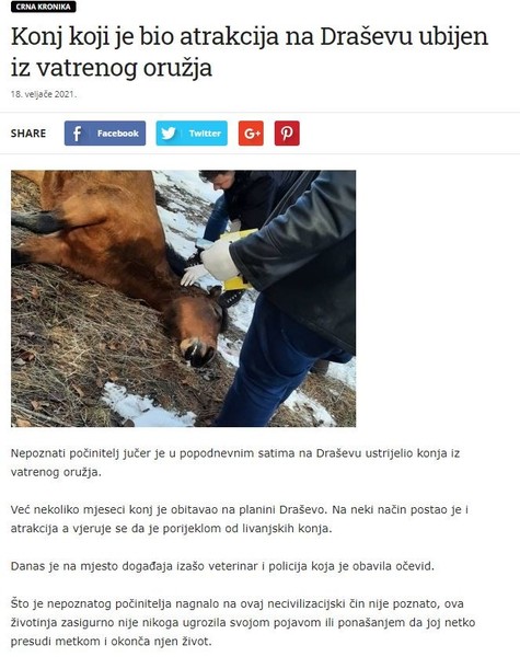 Bosnia-and-Herzegovina-avmp/Konj-koji-je-bio-atrakcija-na-Drasevu-ubijen-iz-vatrenog-oruzj