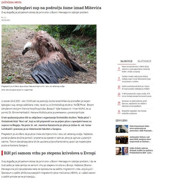 Bosnia-and-Herzegovina-avmp/Ubijen-bjeloglavi-sup-na-podrucju-sume-iznad-Misevica