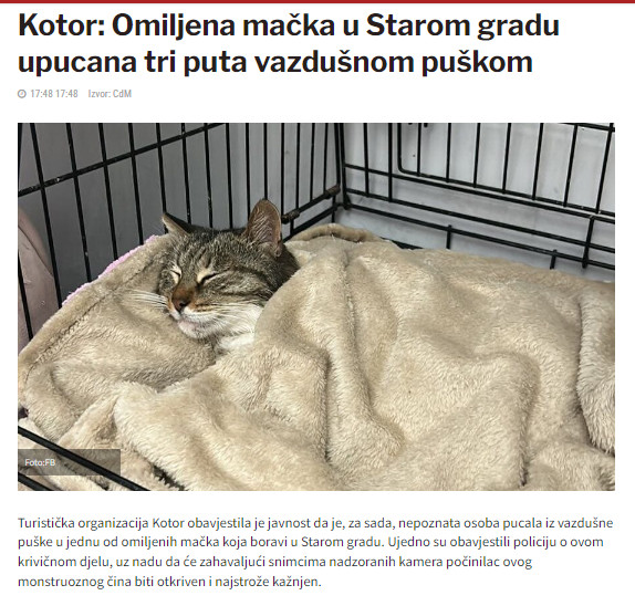 Montenegro-avmp/Kotor_-Omiljena-macka-u-Starom-gradu-upucana-tri-puta-vazdusnom-puskom---