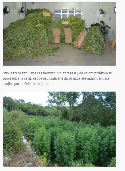 Montenegro-avmp/U-Rvasima-otkrivene-plantaze-sa-3.700-stabljika-marihuane_3