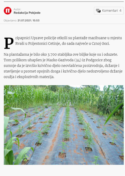 Montenegro-avmp/U-Rvasima-otkrivene-plantaze-sa-3.700-stabljika-marihuane