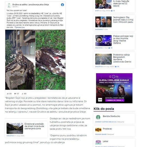 Serbia-avmp/Na-Uvcu-upucan-mladi-suri-orao-uginuo-na-putu-ka-Beogradu_2