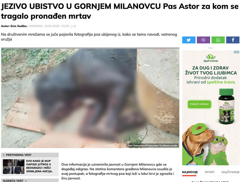 Serbia-avmp/Pas-Astor-za-kom-se-tragalo-pronaden-mrtav---Alo.rs.pdf1