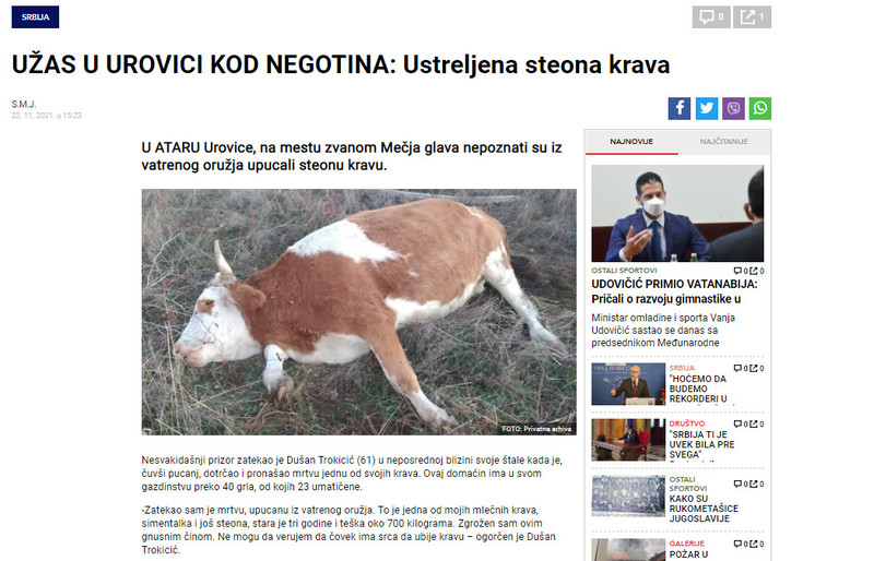 Serbia-avmp/UZAS-U-UROVICI-KOD-NEGOTINA_-Ustreljena-steona-krava